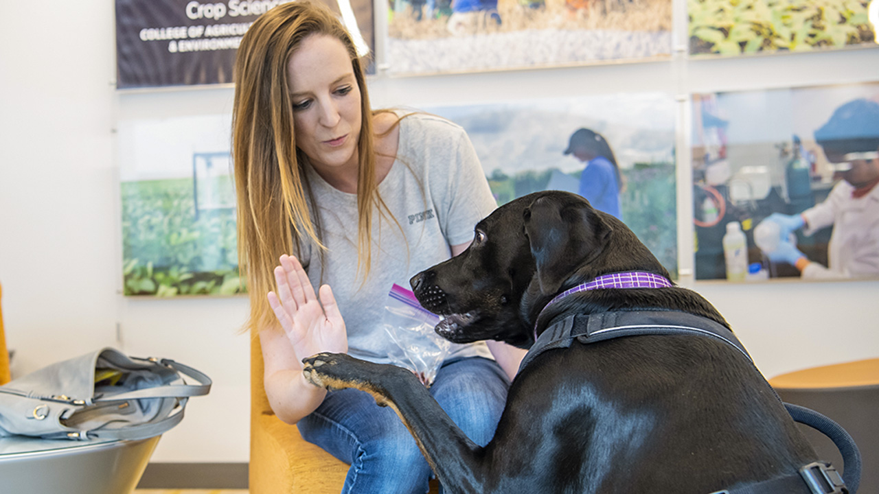 Student sitting with black labrador.