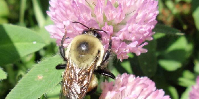 Bee sitting on a pink flower