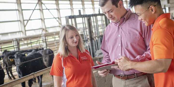 Students with professor in cattle facility looking at statistics on a tablet.