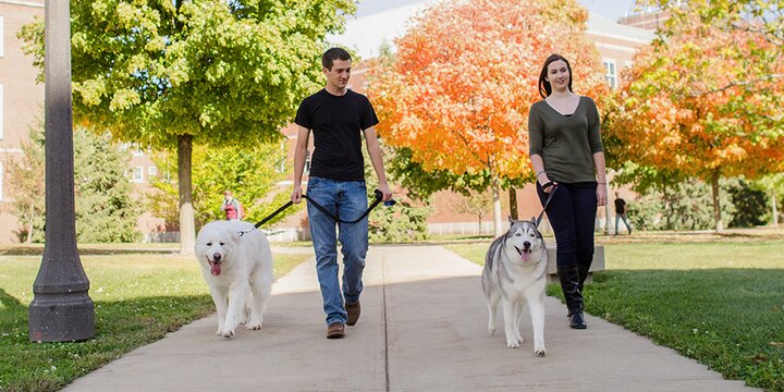 Students walking dogs on campus.