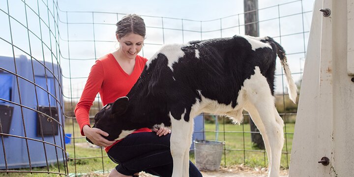 Girl petting calf outside the Lincoln Avenue Dairy