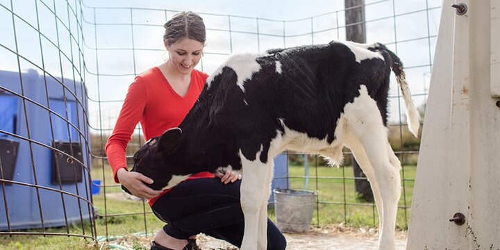 Girl petting calf outside the Lincoln Avenue Dairy