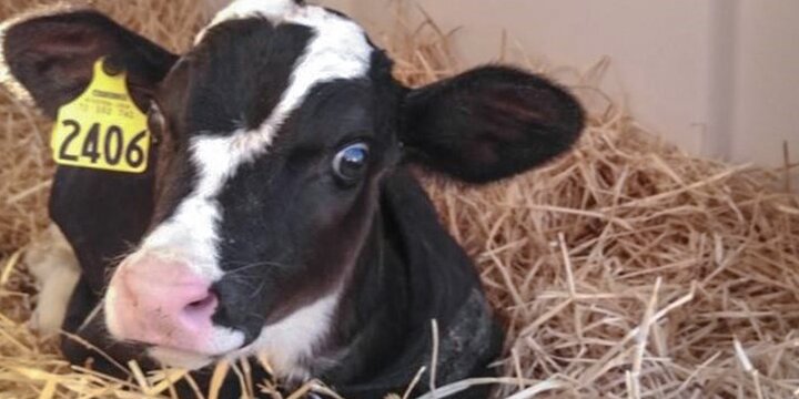 A calf laying down in the hay inside the Nutrition Field Laboratory