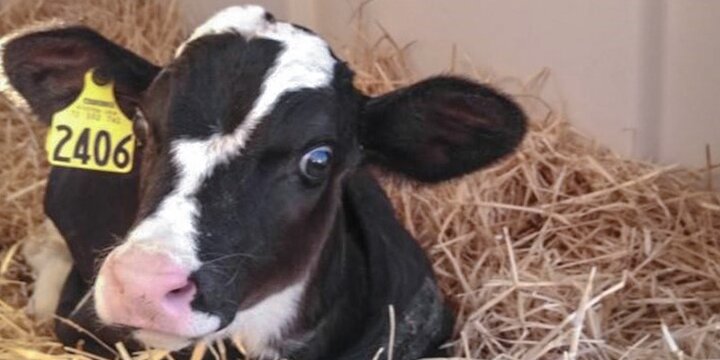 A calf laying down in the hay inside the Nutrition Field Laboratory