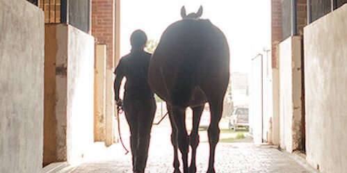 Silhouette of a student walking a horse out of the stable