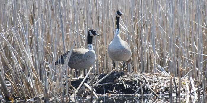 Geese sitting on a pond