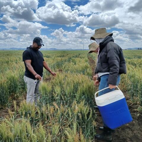 People working in a field