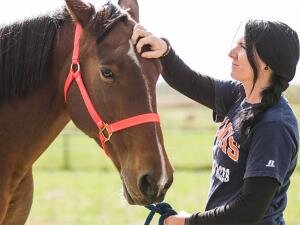 Equine rescue