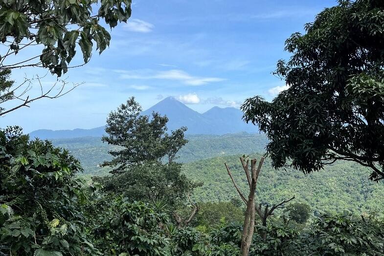 View of the Atitlan volcano from one of the coffee farms in Yepocapa, Guatemala.