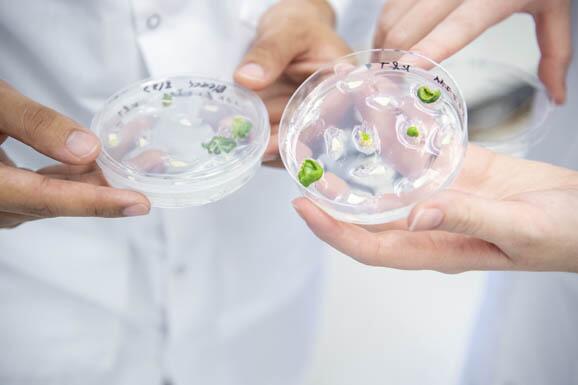 Petrie dishes with organisms growing in them