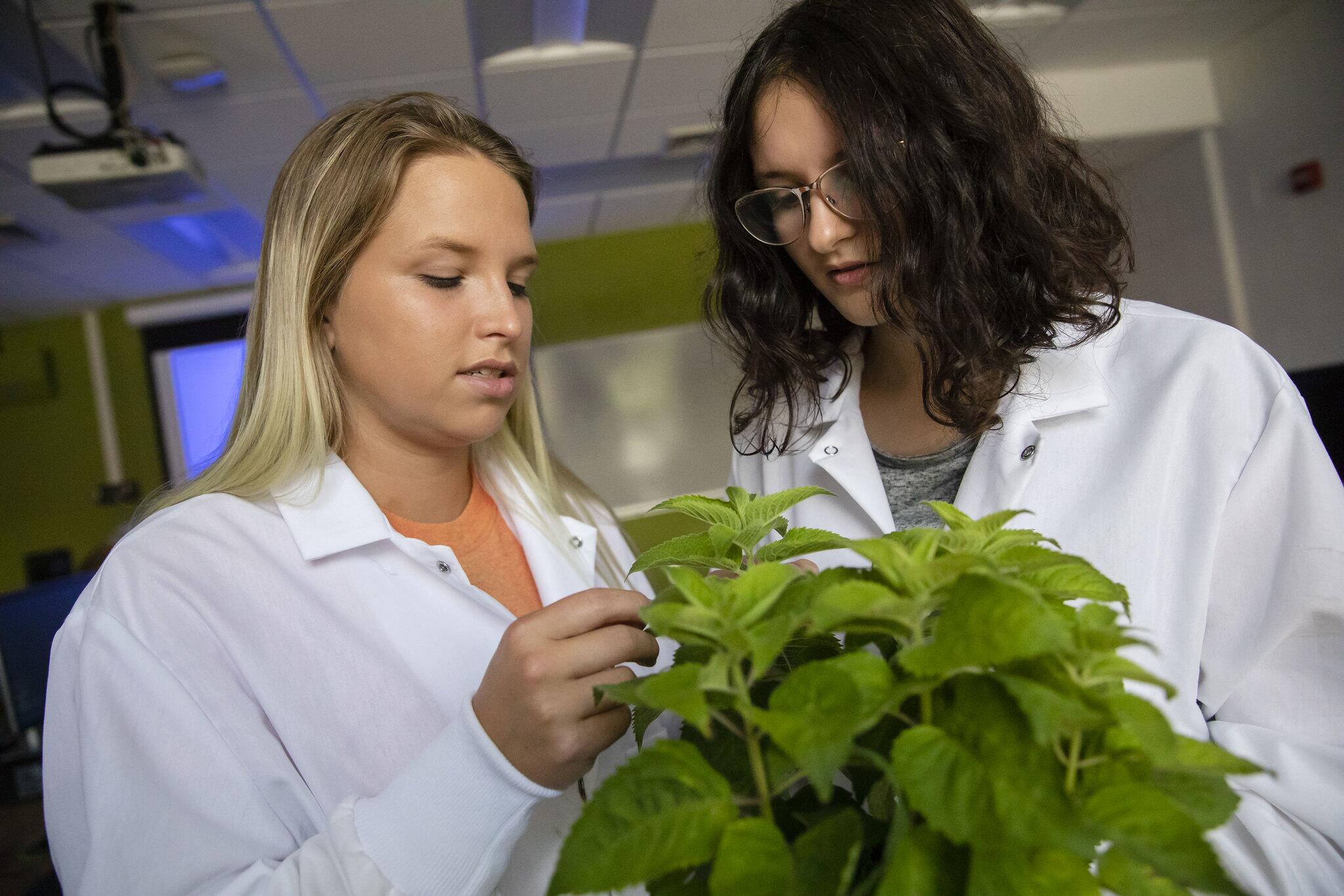 Students examining breeding crops.