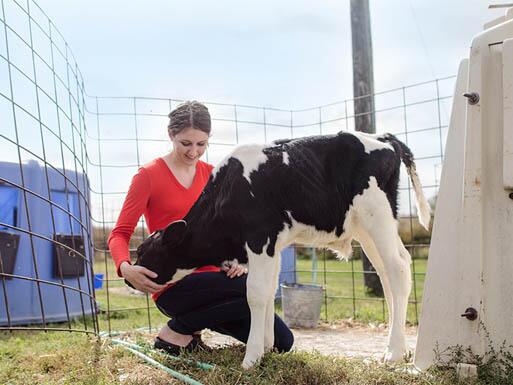 Student with a calf