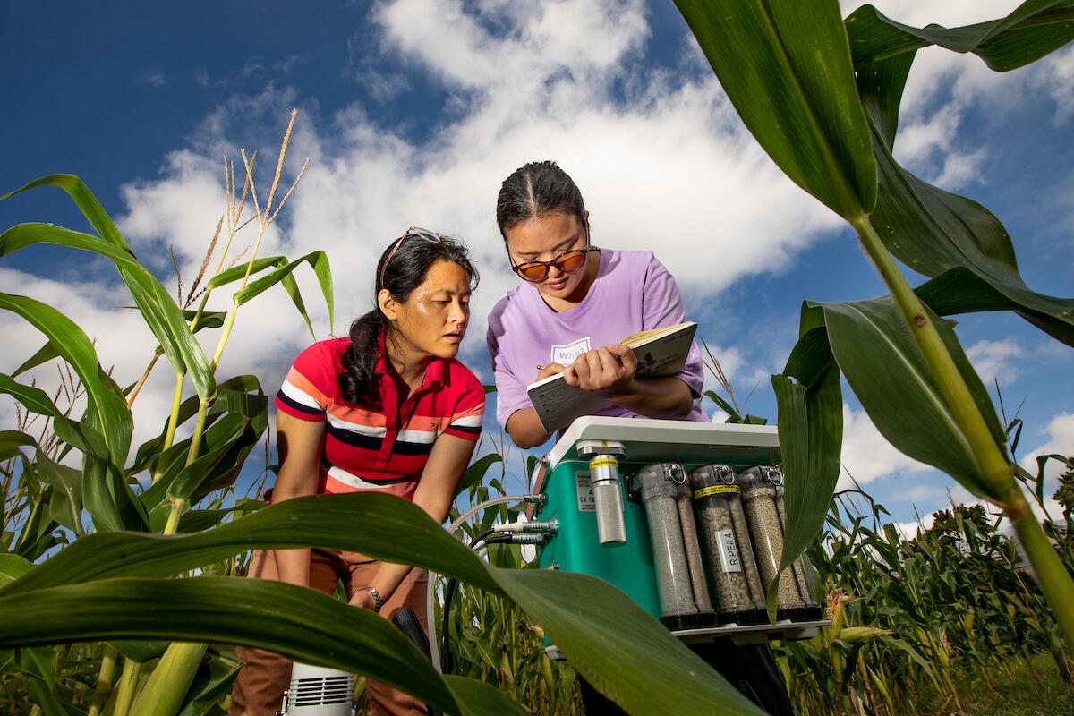 Students in corn field measuring crop growth.