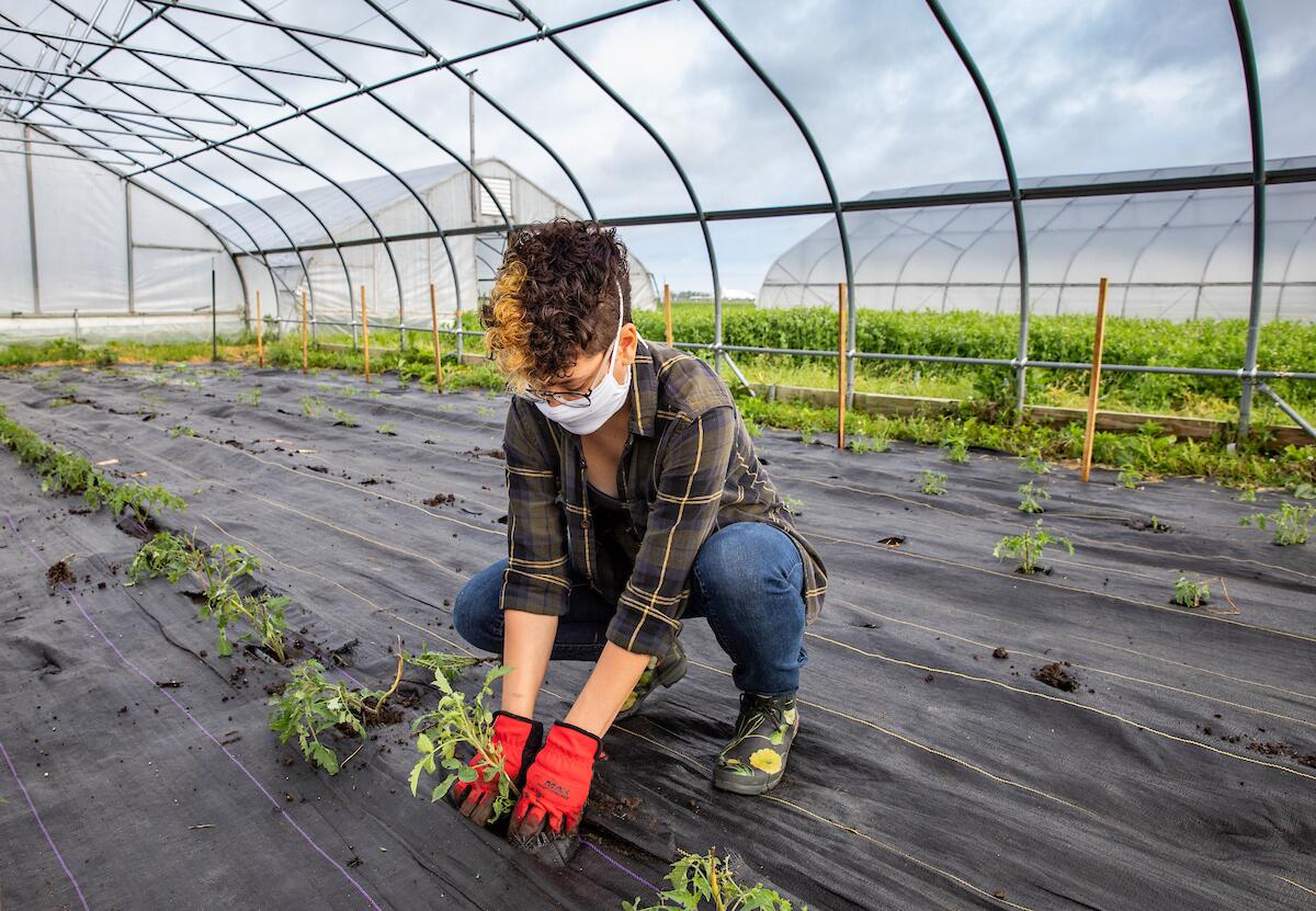 Student planting tomatoes in greenhouse.