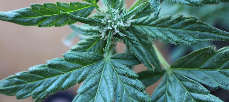 Cannabis leaf