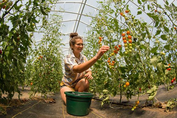 student harvesting tomatoes in a greenhouse