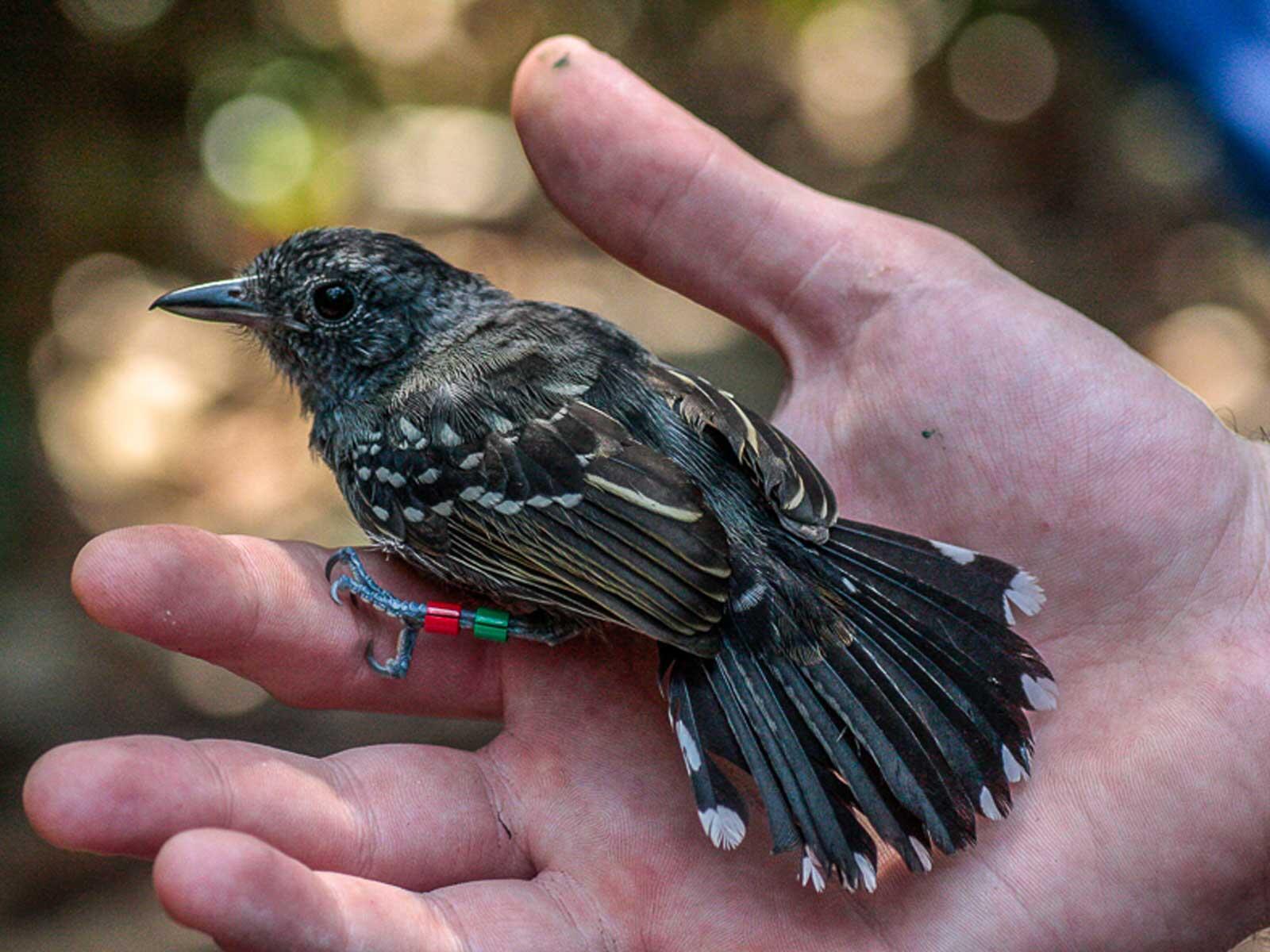 Student holding wild bird.